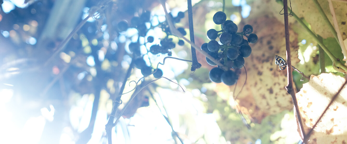 陽の光に輝く山葡萄